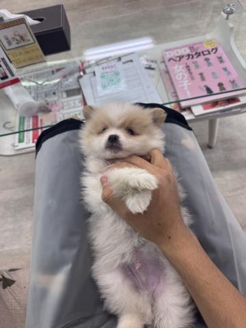 ポメラニアン