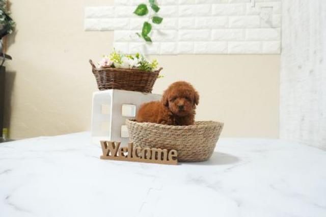 トイプードル(Tカップ)5970