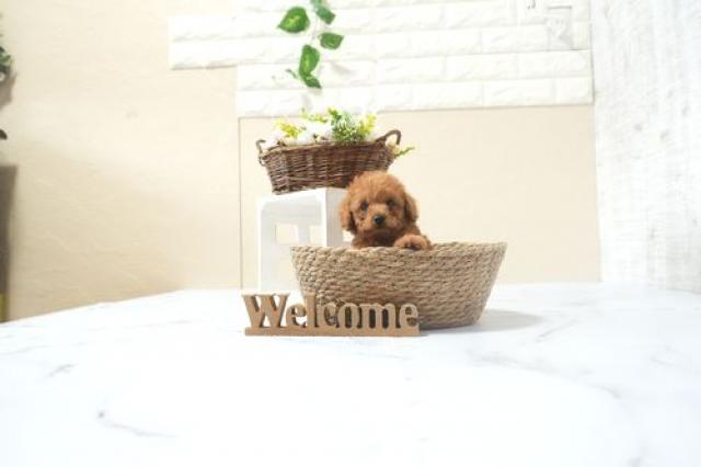 トイプードル(Tカップ)5971