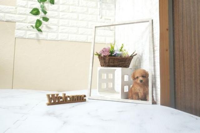 トイプードル(Tカップ)5973