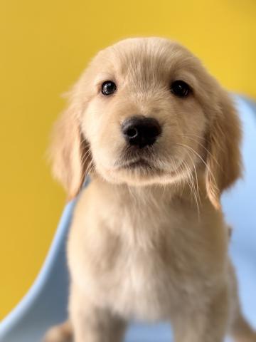 ゴールデンレトリーバー3629