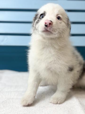 ボーダーコリー1279