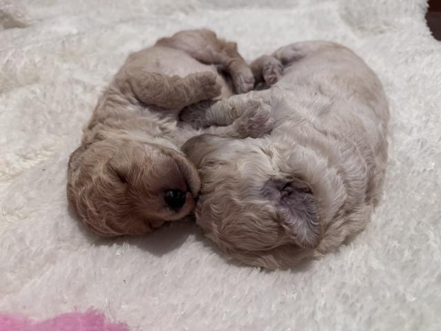 ミディアムプードル