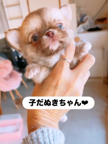 チワワ（ロングコート）