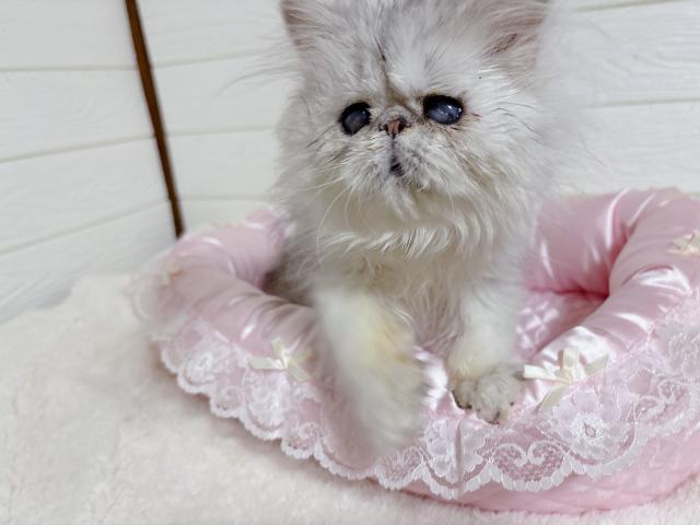 去勢済、必要経費のみ！ご縁ありますように🙏