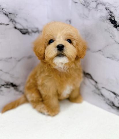 MIXマルチーズ×トイプードル87-14【1/28お写真、動画更新♪】落ち着いた可愛さのあるマルプーちゃん