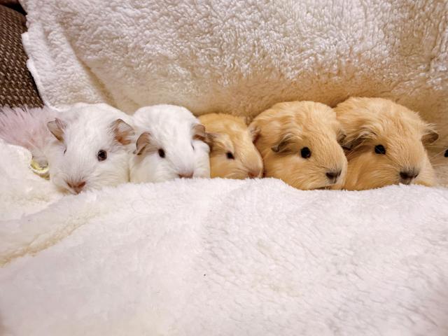 ロシアン＆ロシアンスモーク