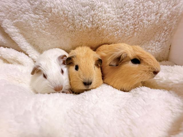 ロシアン＆ロシアンスモーク