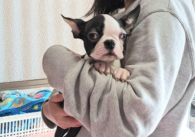 ボストンテリア