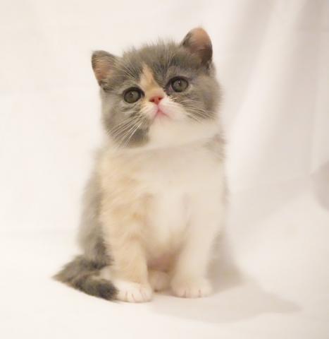 エキゾチックショートヘアー