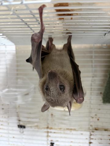 エジプシャンルーセットオオコウモリ