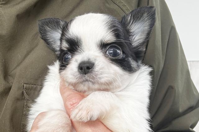 チワワ（ロングコート）