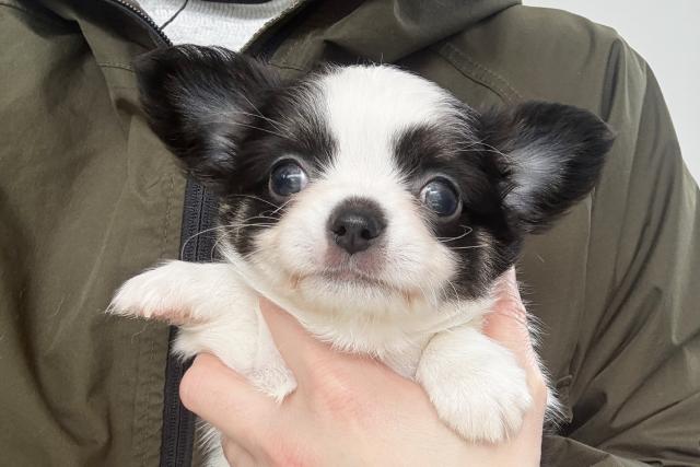 チワワ（ロングコート）