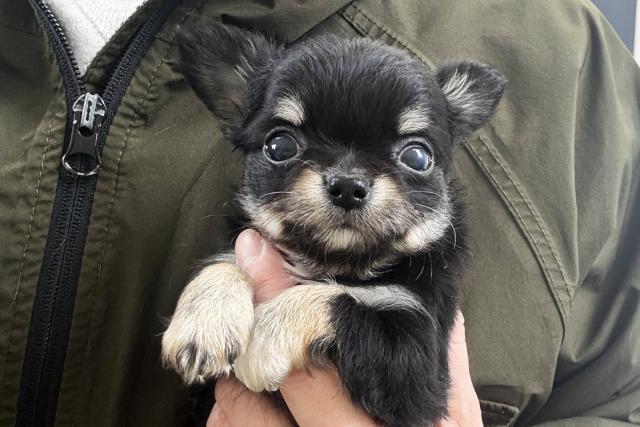 チワワ（ロングコート）