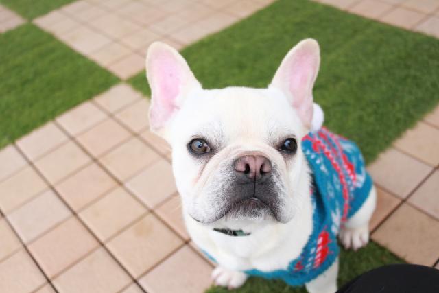 フレンチブルドッグ