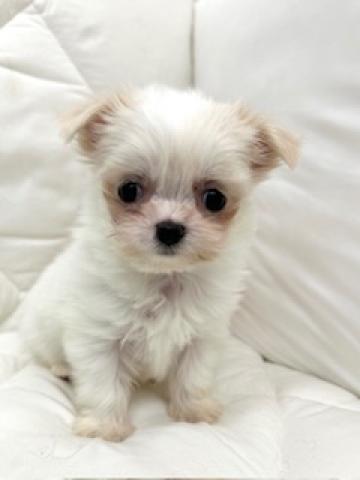 MIXチワワ×マルチーズ