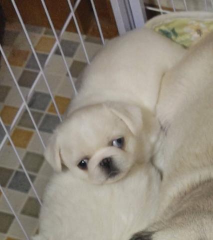 MIXパグ&ペキニーズ