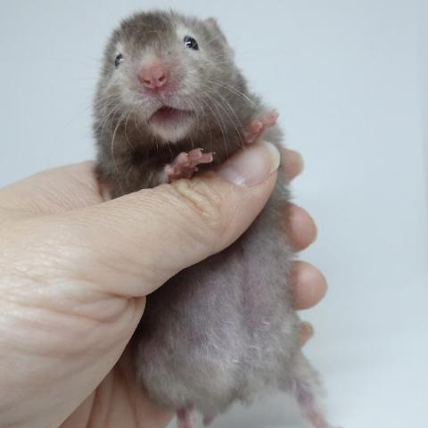 シリアンハムスター（セーブルサテン）