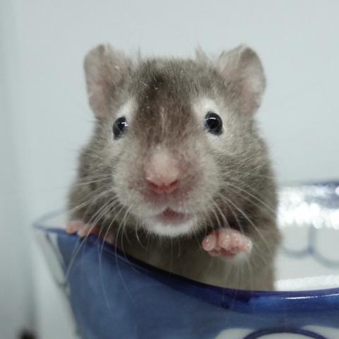 シリアンハムスター（セーブルサテン）