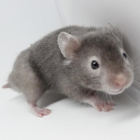 シリアンハムスター（セーブル）