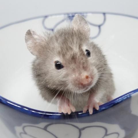 シリアンハムスター（スモーク系）