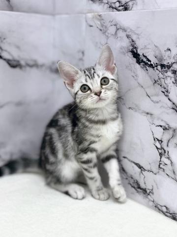 アメリカンショートヘアー【1/29お写真、動画更新！】活発元気な女の子♪転がるおもちゃが大好きです！