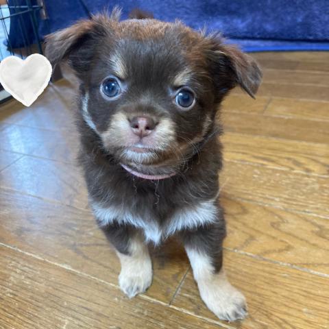 チワワ(ロングコート)