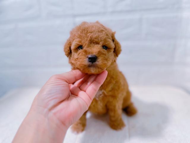トイプードル
