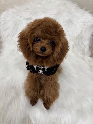 トイプードル2.0kg~2.5kg予想