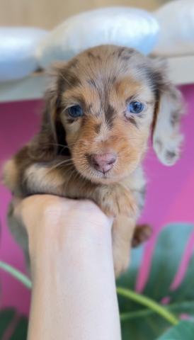 ミニチュアダックスフンド