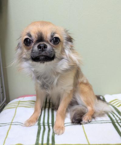 チワワ（ロングコート）