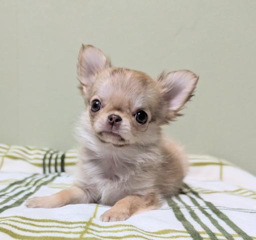 チワワ（ロングコート）