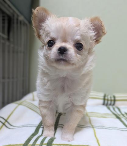 チワワ（ロングコート）