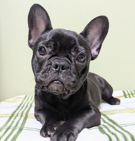 フレンチブルドッグ
