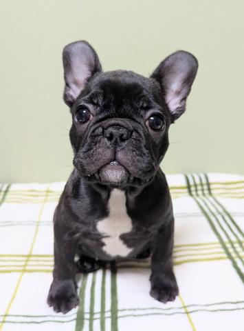 フレンチブルドッグ