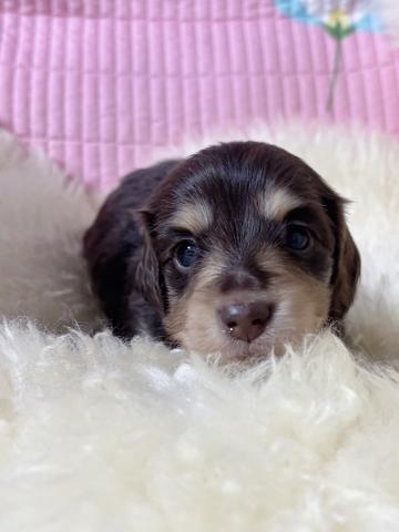 濃いめのチョコタン💕父犬カニンヘンサイズで遺伝子全項目クリア