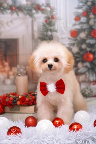 ティーカッププードル