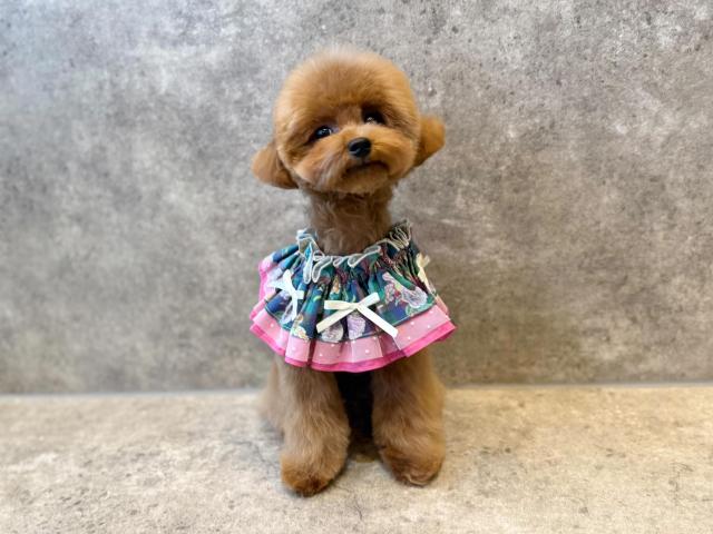 タイニープードル