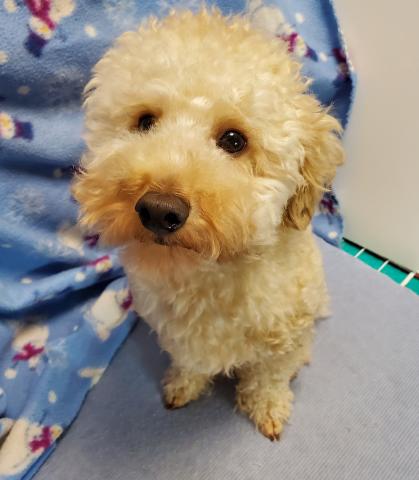 トイプードル