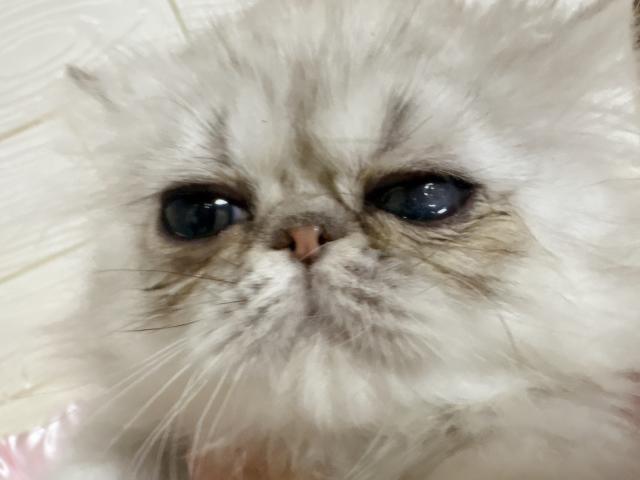 ペルシャ・ヒマラヤンチンチラ