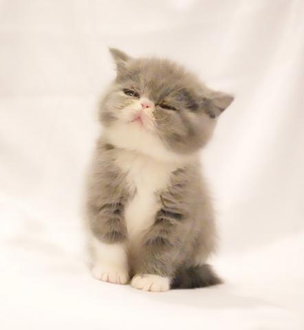 エキゾチックショートヘアー