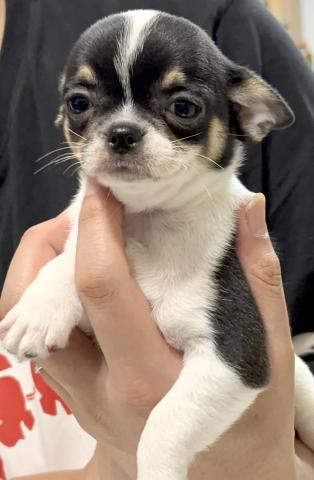 チワワ（スムースコート）