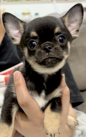 チワワ（スムースコート）