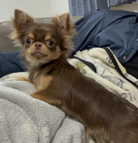 チワワ（ロングコート）