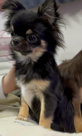 チワワ（ロングコート）