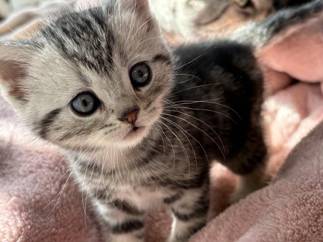 スコティッシュフォールド