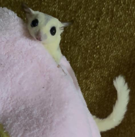 プラチナモザイクhetリューシ