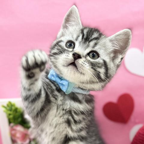 スコティッシュフォールド