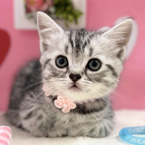 スコティッシュフォールド