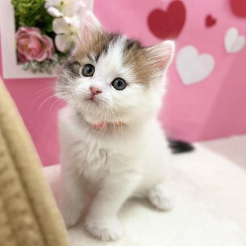 スコティッシュフォールド